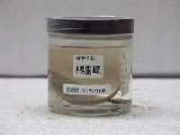 藏品(大鱗短額鮃)的圖片